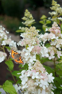 Obraz Hydrangea